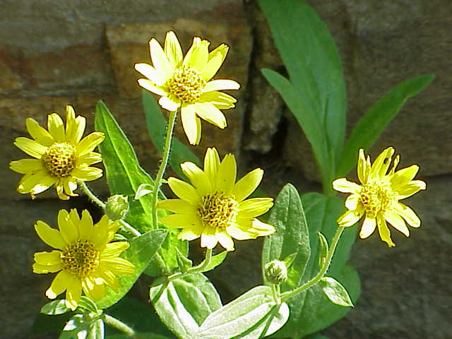 Características básicas da Arnica